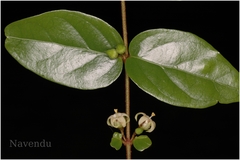 Canthium angustifolium